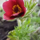 1 üzleti kép A ZÖLD SZÉPSÉG KERTÉSZETI ÁRUDA Üzletek ban/ben Várpalota VE