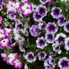 2 üzleti kép A ZÖLD SZÉPSÉG KERTÉSZETI ÁRUDA Üzletek ban/ben Várpalota VE