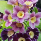 3 üzleti kép A ZÖLD SZÉPSÉG KERTÉSZETI ÁRUDA Üzletek ban/ben Várpalota VE