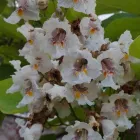 4 üzleti kép A ZÖLD SZÉPSÉG KERTÉSZETI ÁRUDA Üzletek ban/ben Várpalota VE