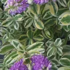 5 üzleti kép A ZÖLD SZÉPSÉG KERTÉSZETI ÁRUDA Üzletek ban/ben Várpalota VE