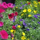 7 üzleti kép A ZÖLD SZÉPSÉG KERTÉSZETI ÁRUDA Üzletek ban/ben Várpalota VE