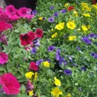 2 üzleti kép A ZÖLD SZÉPSÉG KERTÉSZETI ÁRUDA Kertészet ban/ben Várpalota VE