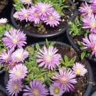 4 üzleti kép A ZÖLD SZÉPSÉG KERTÉSZETI ÁRUDA Kertészet ban/ben Várpalota VE