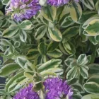 6 üzleti kép A ZÖLD SZÉPSÉG KERTÉSZETI ÁRUDA Kertészet ban/ben Várpalota VE