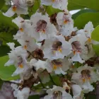 7 üzleti kép A ZÖLD SZÉPSÉG KERTÉSZETI ÁRUDA Kertészet ban/ben Várpalota VE