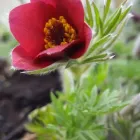 4 üzleti kép A ZÖLD SZÉPSÉG KERTÉSZETI ÁRUDA Kertészet ban/ben Várpalota VE