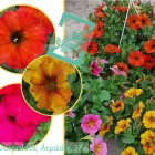 9 üzleti kép A ZÖLD SZÉPSÉG KERTÉSZETI ÁRUDA Kertészet ban/ben Várpalota VE