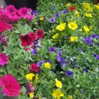 3 üzleti kép A ZÖLD SZÉPSÉG KERTÉSZETI ÁRUDA Kertészet ban/ben Várpalota VE