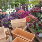 4 üzleti kép A ZÖLD SZÉPSÉG KERTÉSZETI ÁRUDA Kertészet ban/ben Várpalota VE