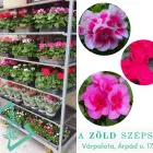 7 üzleti kép A ZÖLD SZÉPSÉG KERTÉSZETI ÁRUDA Kertészet ban/ben Várpalota VE