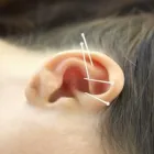 1 üzleti kép AKUDIET FÜLAKUPUNKTÚRA Közigazgatás & Szervezetek ban/ben Budapest