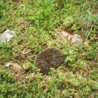 7 üzleti kép ALFACONT KFT Üzleti szolgáltatások ban/ben Kecskemét BK