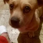 1 üzleti kép ÁLLATBARÁT ALAPÍTVÁNY Kultúra & Művészet ban/ben Nyíregyháza SZ