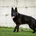 1 üzleti kép ÁLLATKERESKEDÉS ÁS ÁLLATELEDEL DOROG - PETCARRIER Üzletek ban/ben Dorog KE