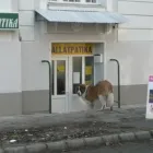 2 üzleti kép ÁLLATPATIKA Egészség & Szépségápolás ban/ben Győr GS