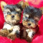 1 üzleti kép ARLEKKINO KENNEL ARANYKOSZORÚS MESTERTENYÉSZET Sport & Szabadidő ban/ben Kistelek CS