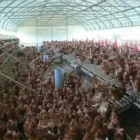 6 üzleti kép ASTER-RR GREENHOUSES & PLANT B.V. Üzletek ban/ben Magyarkanizsa - Kanjiza VA