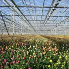 9 üzleti kép ASTER-RR GREENHOUSES & PLANT B.V. Üzletek ban/ben Magyarkanizsa - Kanjiza VA