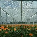 10 üzleti kép ASTER-RR GREENHOUSES & PLANT B.V. Üzletek ban/ben Magyarkanizsa - Kanjiza VA