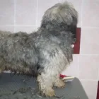 3 üzleti kép BETTY KUTYAKOZMETIKA Egészség & Szépségápolás ban/ben Tatabánya KE