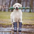 2 üzleti kép BOGÁNCS ÁLLATORVOSI RENDELŐ Állatorvosok ban/ben Budapest PE