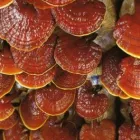 2 üzleti kép BOGNÁR ANIKÓ Üzleti szolgáltatások ban/ben Tatabánya KE