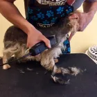 2 üzleti kép BUFI KUTYAKOZMETIKA Kutyakozmetika ban/ben Sopron GS