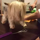 3 üzleti kép BUFI KUTYAKOZMETIKA Kutyakozmetika ban/ben Sopron GS