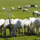 3 üzleti kép CSODASZARVAS SZILVÁSVÁRAD Üdülők ban/ben Szilvásvárad HE