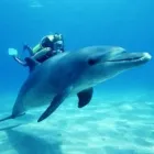 4 üzleti kép DEEPWATER SCUBA CENTER BÚVÁRISKOLA Sportoktatás ban/ben Kecskemét BK