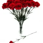 2 üzleti kép DEKORKERT MŰNÖVÉNY - MŰVIRÁG - DEKORÁCIÓ Virágüzlet, virágkötészet ban/ben Abda GS