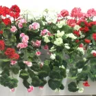 5 üzleti kép DEKORKERT MŰNÖVÉNY - MŰVIRÁG - DEKORÁCIÓ Virágüzlet, virágkötészet ban/ben Abda GS