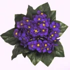 26 üzleti kép DEKORKERT MŰNÖVÉNY - MŰVIRÁG - DEKORÁCIÓ Virágüzlet, virágkötészet ban/ben Abda GS