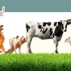 1 üzleti kép DÉLI-FARM KFT. Mezőgazdasági szolgáltatások ban/ben Szeged CS