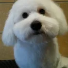 2 üzleti kép DOGTOGON KUTYA-CICA KOZMETIKA Kutyakozmetika ban/ben Budapest PE