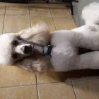 4 üzleti kép DOGTOGON KUTYA-CICA KOZMETIKA Kutyakozmetika ban/ben Budapest PE