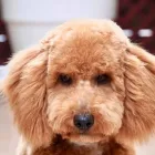 5 üzleti kép DOGTOGON KUTYA-CICA KOZMETIKA Kutyakozmetika ban/ben Budapest PE