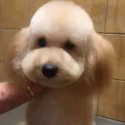 6 üzleti kép DOGTOGON KUTYA-CICA KOZMETIKA Kutyakozmetika ban/ben Budapest PE