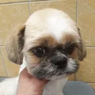 7 üzleti kép DOGTOGON KUTYA-CICA KOZMETIKA Kutyakozmetika ban/ben Budapest PE