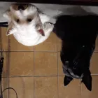 8 üzleti kép DOGTOGON KUTYA-CICA KOZMETIKA Kutyakozmetika ban/ben Budapest PE