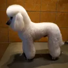 9 üzleti kép DOGTOGON KUTYA-CICA KOZMETIKA Kutyakozmetika ban/ben Budapest PE