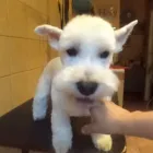 10 üzleti kép DOGTOGON KUTYA-CICA KOZMETIKA Kutyakozmetika ban/ben Budapest PE