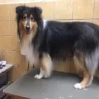 11 üzleti kép DOGTOGON KUTYA-CICA KOZMETIKA Kutyakozmetika ban/ben Budapest PE