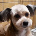 12 üzleti kép DOGTOGON KUTYA-CICA KOZMETIKA Kutyakozmetika ban/ben Budapest PE