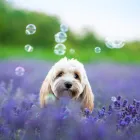 13 üzleti kép DOGTOGON KUTYA-CICA KOZMETIKA Kutyakozmetika ban/ben Budapest PE