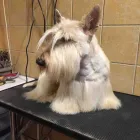 14 üzleti kép DOGTOGON KUTYA-CICA KOZMETIKA Kutyakozmetika ban/ben Budapest PE