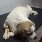 3 üzleti kép DR. BENEDEK PÁL ÁLLATORVOS Állatorvosok ban/ben Siófok SO