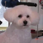 1 üzleti kép EBSZERVIZ KUTYAKOZMETIKA Egészség & Szépségápolás ban/ben Budapest