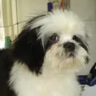 2 üzleti kép EBSZERVIZ KUTYAKOZMETIKA Egészség & Szépségápolás ban/ben Budapest